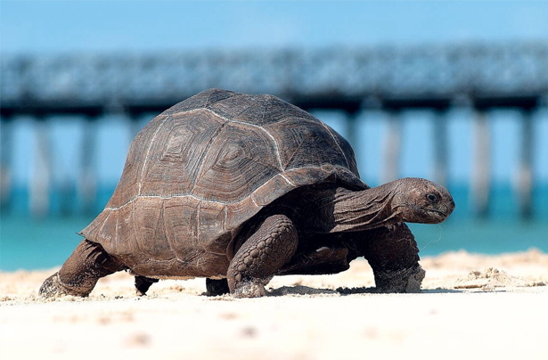 PRISON ISLAND  (TORTOISES)