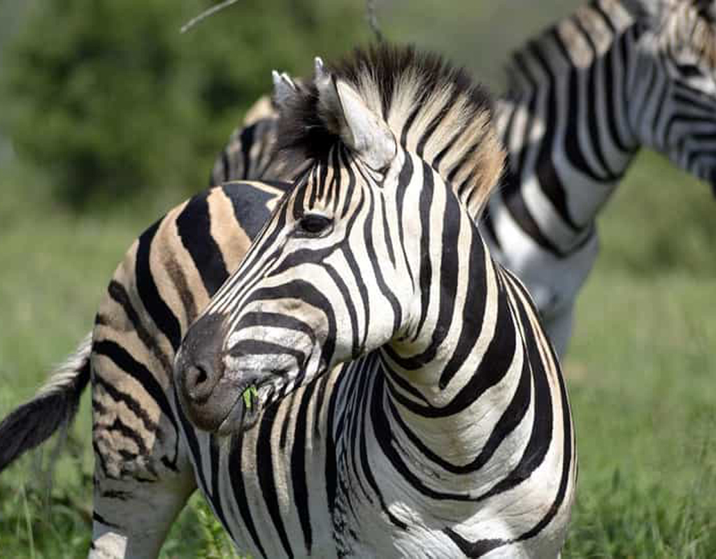 DAY_TRIP_ZANZIBAR_TO_MIKUMI_NATIONAL_PARK