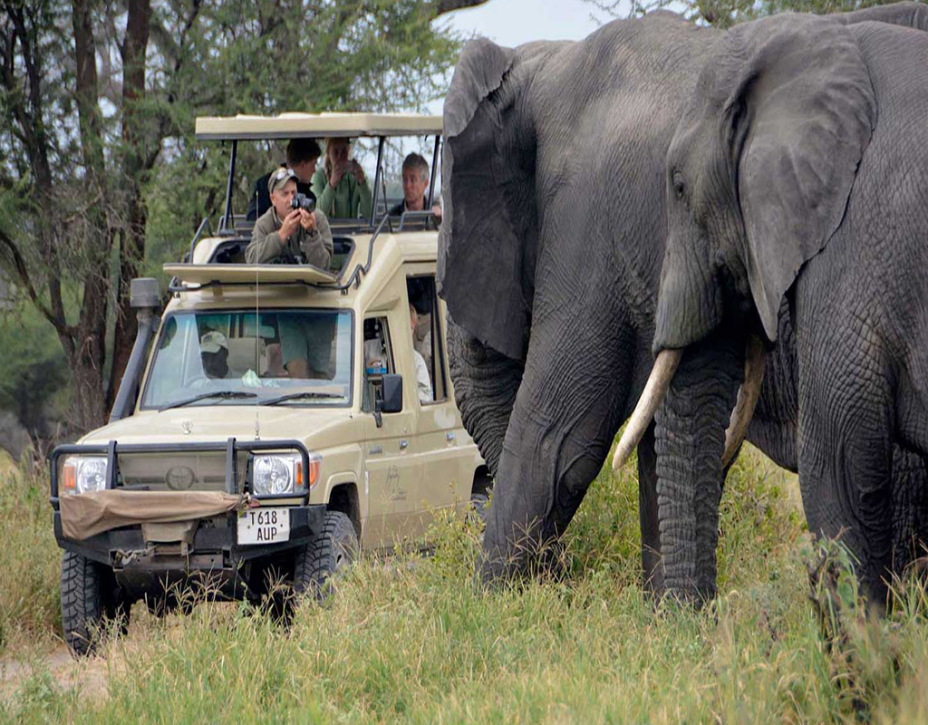 FIVE DAYS TARANGIRE SERENGET AND TARANGIRE PARK