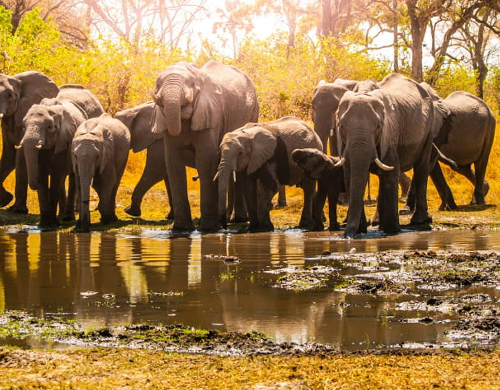 TWO DAYS SELOUS GAME - NYERERE NATIONAL PARK