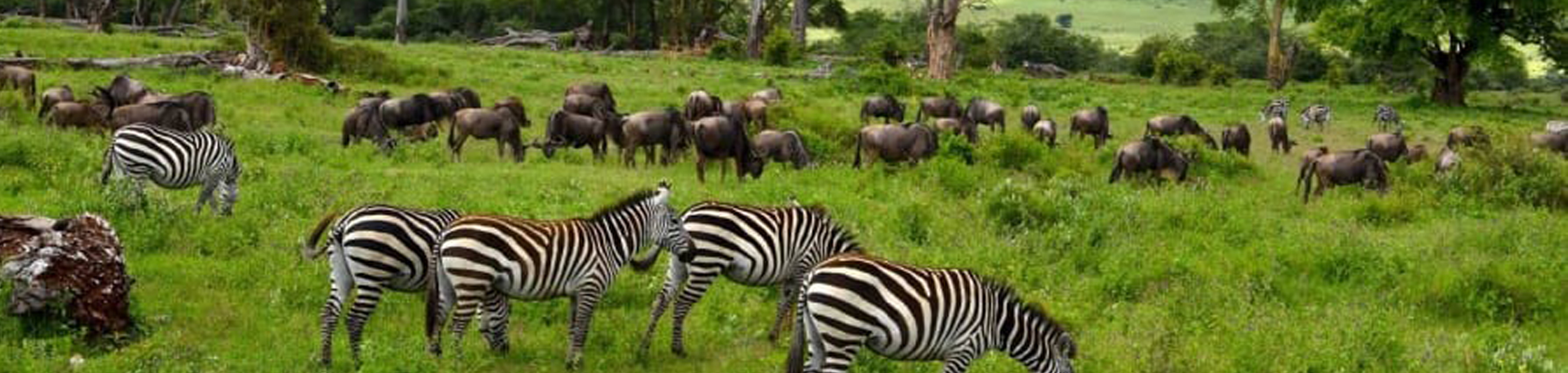 Ussey Tours & Travel