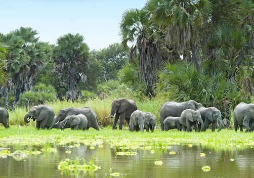  SELOUS GAME- NYERERE NATIONAL PARK