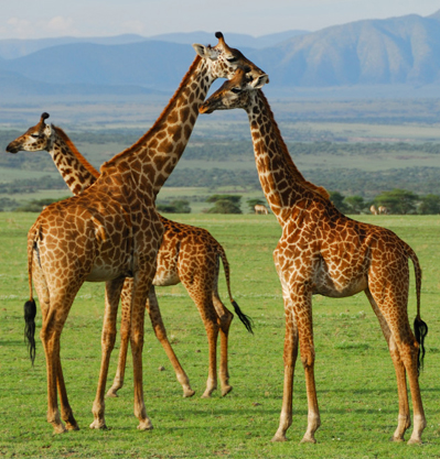 SERENGETI NATIONAL PARK