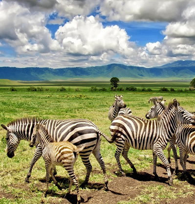 3 DAY SERENGETI AND NGORONGORO PARK SAFARI