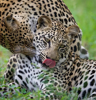 3 DAY SERENGETI AND NGORONGORO PARK SAFARI