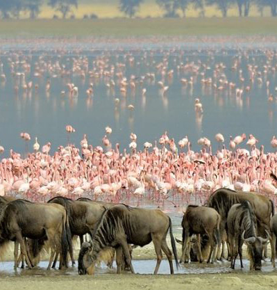 3 DAY SERENGETI AND NGORONGORO PARK SAFARI