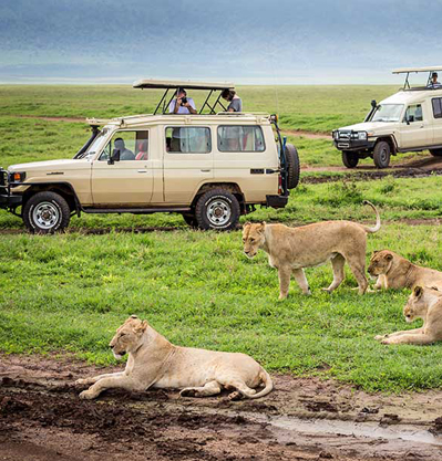 3 DAY SERENGETI AND NGORONGORO PARK SAFARI