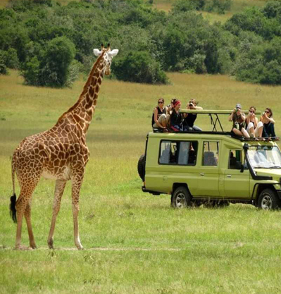 3 DAY SERENGETI AND NGORONGORO PARK SAFARI