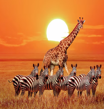3 DAY SERENGETI AND NGORONGORO PARK SAFARI