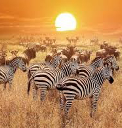 SERENGETI NATIONAL PARK