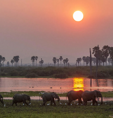 SELOUS GAME- NYERERE NATIONAL PARK
