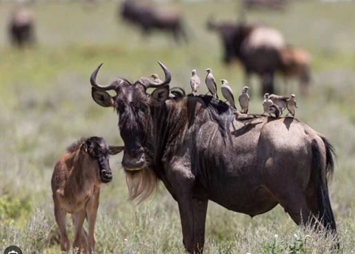  2 DAYS/1 NIGHT SAFARI IN MIKUMI PARK FROM ZANZIBAR DEPARTURE FROM ZANZIBAR