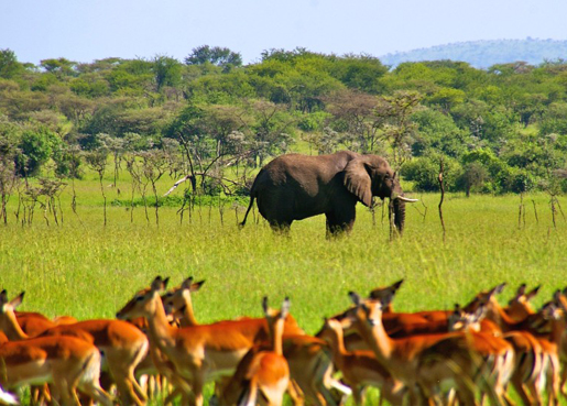  2 DAYS/1 NIGHT SAFARI IN MIKUMI PARK FROM ZANZIBAR DEPARTURE FROM ZANZIBAR