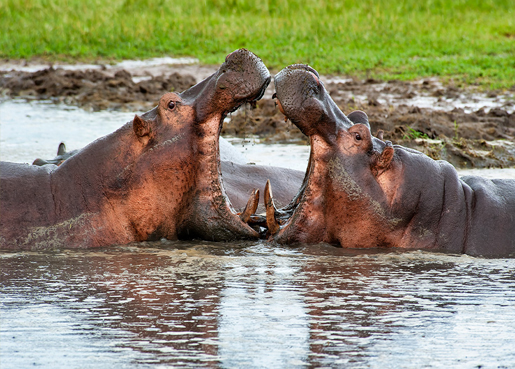 2 DAYS/1 NIGHT SAFARI IN MIKUMI PARK FROM ZANZIBAR DEPARTURE FROM ZANZIBAR