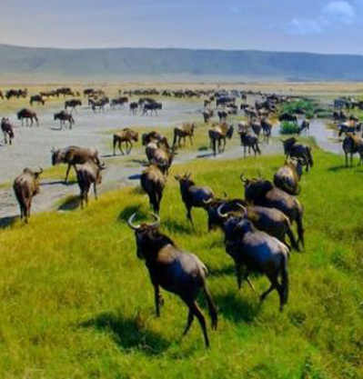  TARANGIRE PARK + SERENGETI PARK + NGORONGORO PARK