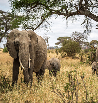  TARANGIRE PARK + SERENGETI PARK + NGORONGORO PARK