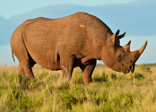  TARANGIRE PARK + SERENGETI PARK + NGORONGORO PARK