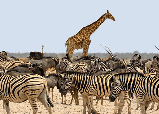 TARANGIRE PARK + SERENGETI PARK + NGORONGORO PARK